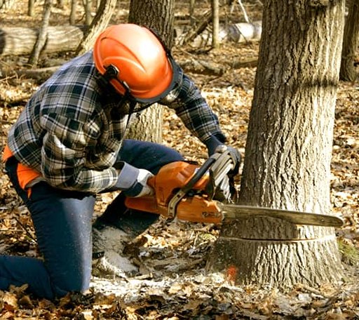 Tree Removal in Andover, CT